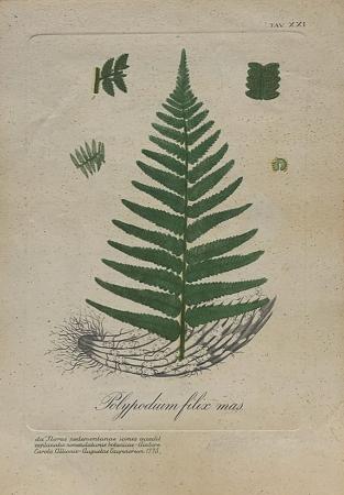 Quadro di firma Illeggibile Polypodium filix mas  - stampa carta 